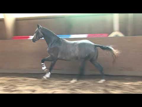 30. Mecklenburger Körtage 2020 - Kat.Nr. 68 Junghengst v. Cornet Obolensky - Baloubet du Rouet