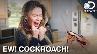 The Complicated Relationship Between Man And Cockroach