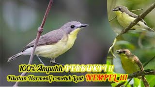 Download lagu Pikatan Ampuh Burung Harmoni atau Remetuk Laut Sir... mp3