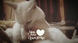 Download lagu Lyla mantan kekasih (story wa) mp3
