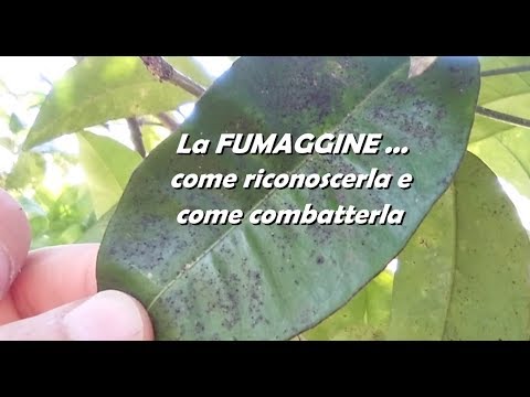 , title : 'LA FUMAGGINE come riconoscerla e come combatterla'