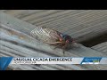Billions of cicadas emerging in North Carolina to create rare noise