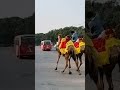 Camel Race#shorts #trending #viral #animals #ytshorts