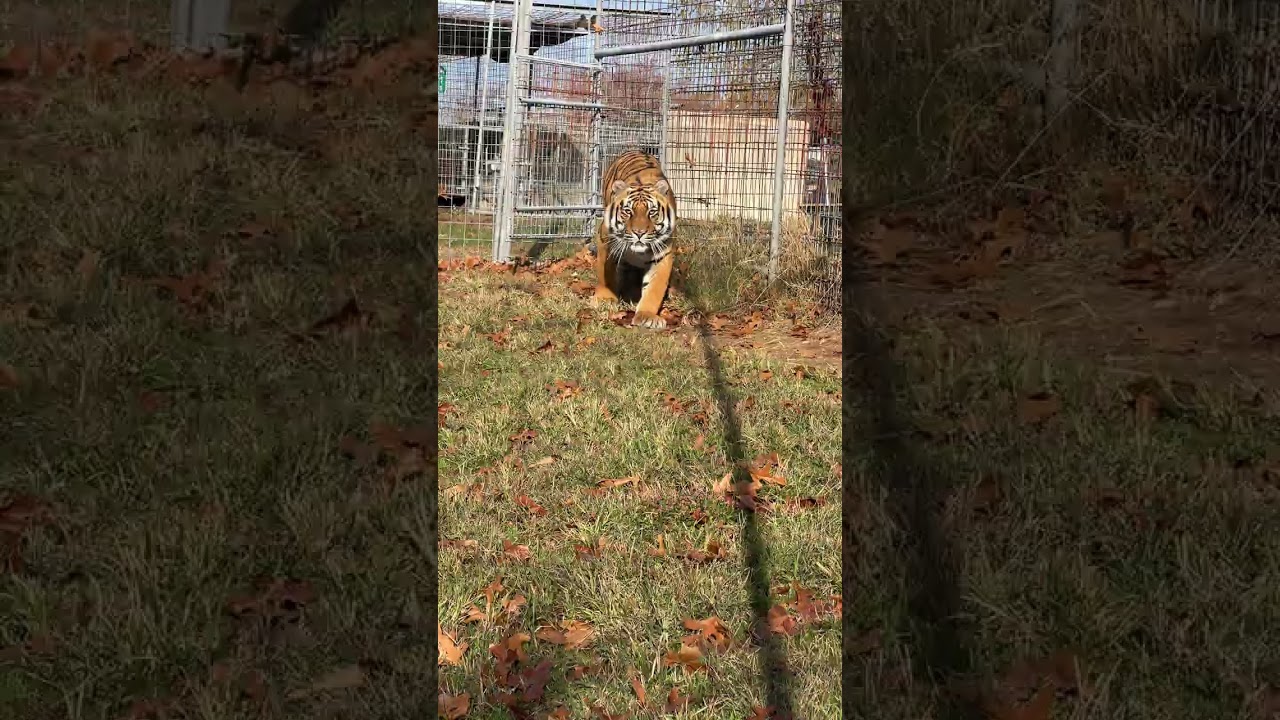 WAIT FOR IT!! Stalk, Butt Wiggle, and POUNCE  #funnycat #funnycats #shortvideo #shortsvideo #cats