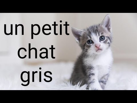 comptine :un petit chat gris