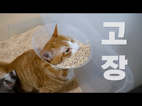 아이콘