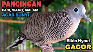 Download lagu Perkutut Lokal Gacor Suara Besar Pancingan Burung Perkutut Agar Cepat Bunyi. mp3