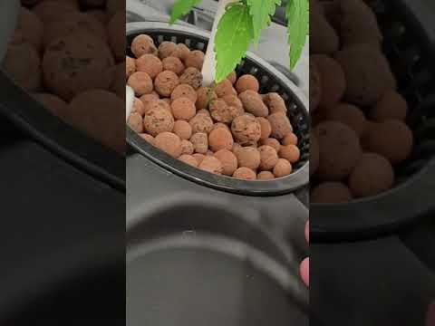 indica nutrients 5x5 week 2 autoflowers 💚🦾