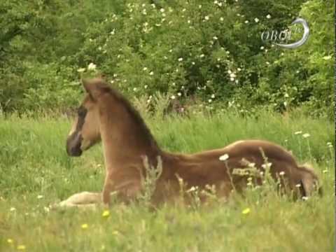, title : 'Csontó Zoltán a lovakról - Öböl TV'