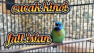 Download lagu BURUNG CUCAK KINOI ANDA PASTI NGAMUK❗CUCAK KINOI GACOR FULL ISIAN ❗cocok buat masteran dan pancingan mp3 Download lagu BURUNG CUCAK KINOI ANDA PASTI NGAMUK❗CUCAK KINOI GACOR FULL ISIAN ❗cocok buat masteran dan pancingan mp3