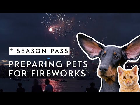Fireworks Tips for Cats & Dogs | Dr. Kirsten's Season Pass