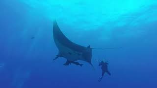 Manta Glides  Socorro 2018