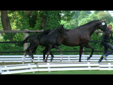 Hf v Topas x Sir Donnerhall x Florestan I 2018