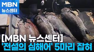 '전설의 심해어' 돗돔 하루 5마리 잡혀…대지진 전조? [MBN 뉴스센터]