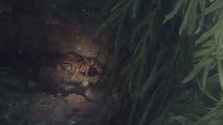 Diving in Melbourne - Looking for Cray