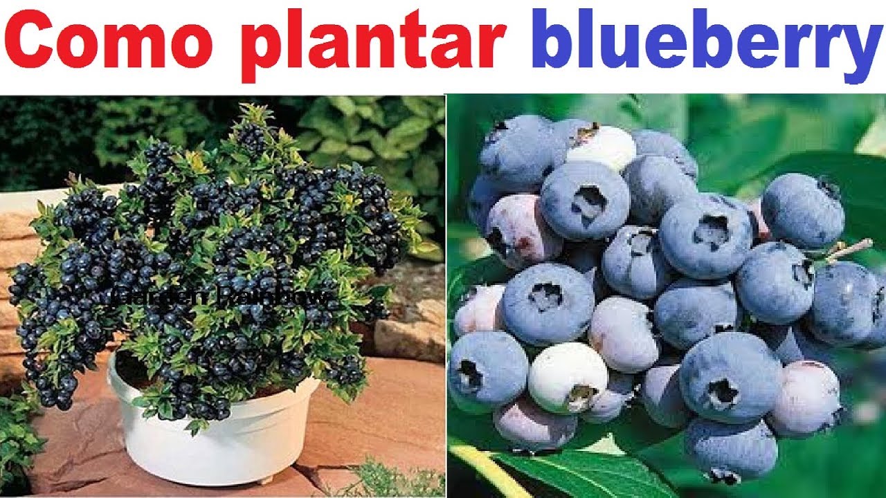 Como Plantar BlueBerry ou Mirtilo (Guia Completo)
