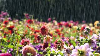 Kaiser Chiefs - Flowers in the rain (lyrics)