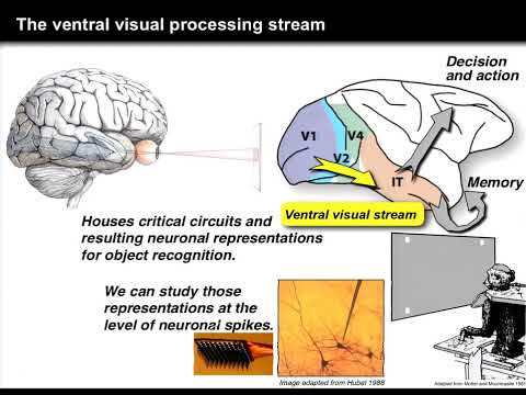 How Does the Brain Solve Visual Object Recognition - James DiCarlo (MIT) - 2012