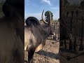 Kalinga Groups Kaali Waiting For Jallikattu 2024 Jallikattu 2024 Jallikattu Status
