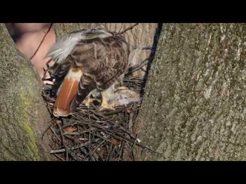 Red-tailed Hawk feeding chicks in the nest