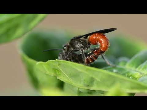 Insect Mating filmed with Micro Lens