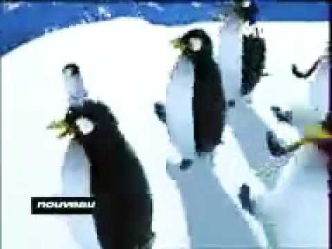 Pigloo Le Papa Pingouin #Sfhdjs #Pigloo