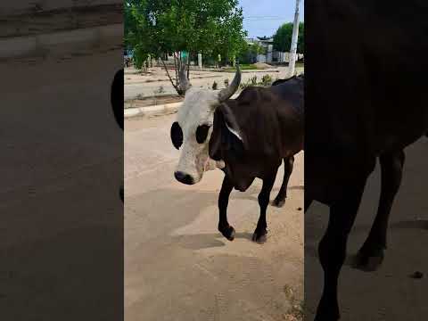 Rumbo a la escuela dominical con Zoe en Zambrano Bolivar.