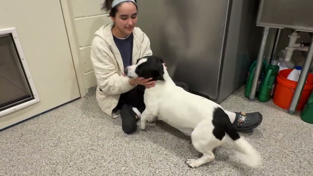 Enlarge Perdita: The low rider that couldn't be sweeter, an adopted Terrier in Dublin, OH video 4/4