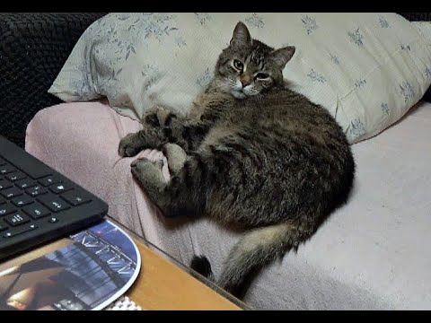 BUDÍČEK s KOCOUREM