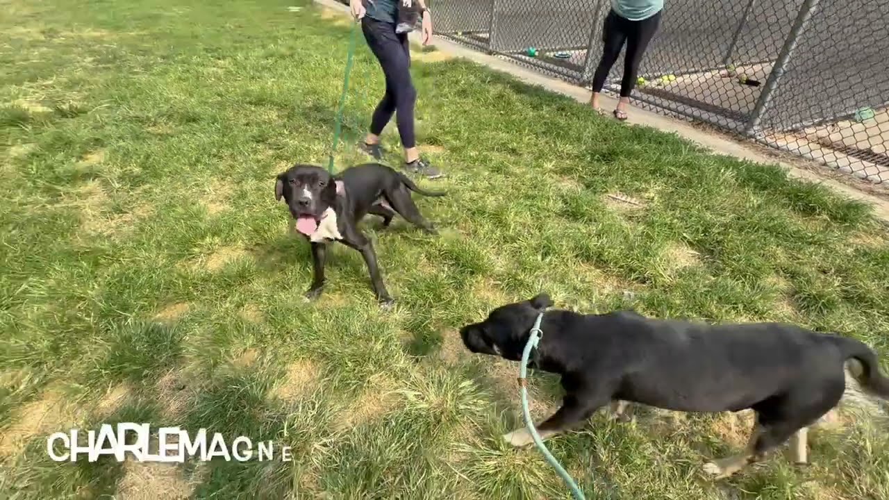 Charlemagne's Leash Test