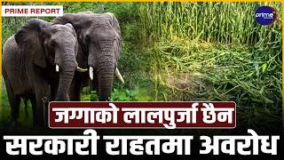 बर्दियाको मधुवन नगरपालिकाका किसान दोहोरो मर्कामा, भारततर्फबाट आउने जंगली हात्तीले बाली नष्ट