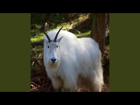We The Goats - Marioelf Family