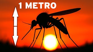 Carbonífero: ¡La era en la que los insectos gigantes gobernaron la Tierra! DOCUMENTAL ESPACIO