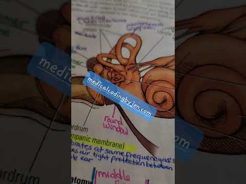 Anatomy prep work for medical coding certification exam tips hacks