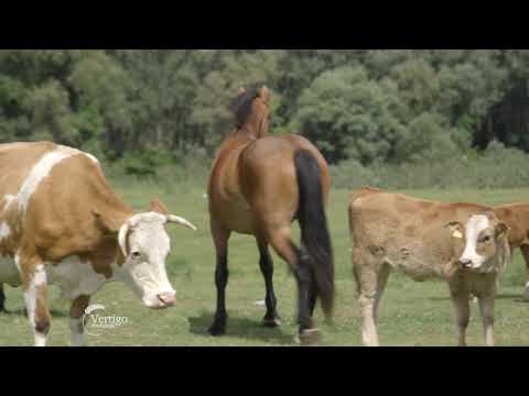 Sistem krava tele na Krcedinskoj Adi - U nasem ataru 854