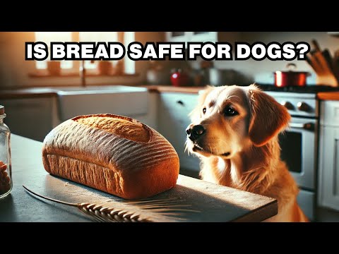Can Dogs Eat Bread? Explained