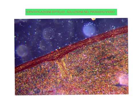 ISTOLOGIA ESERCITAZIONI PARTE 6