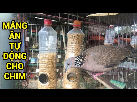 , title : 'Tự chế máng ăn tự động cho chim, ăn không rơi vãi. make automatic bird feeders with plastic bottles'