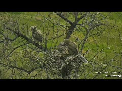 Great-horned Owl Nest @Roger's Place - 5/23/2022 - #3 Young Owl branching practices