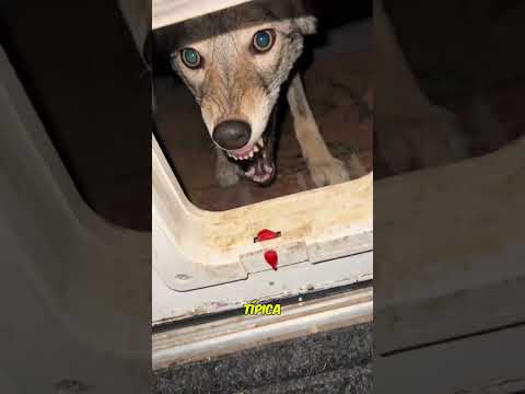 Coyote sorpresa #shorts