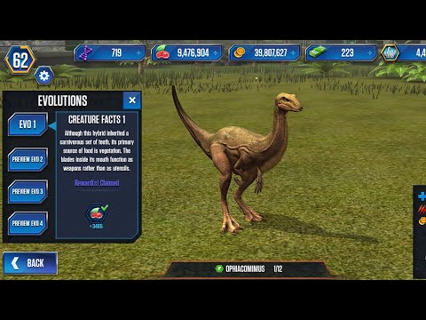 Finally got Ophiacomimus hybrid!