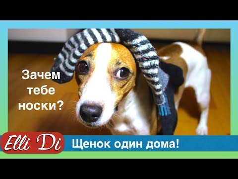 Скрытая Камера Щенок один дома Собака Джина Elli Di Pets