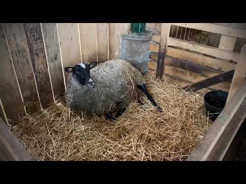 Romanovska ovca - jagnjenje! Romanov Serbia!