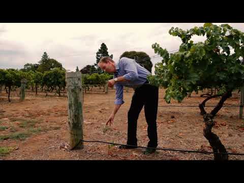 Vine Training Stakes