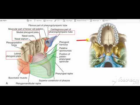 tensor veli palitini 2