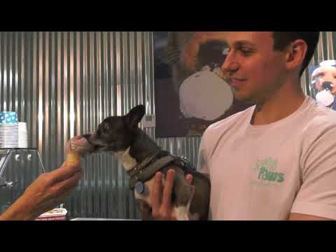 Delray Beach Doggie Ice Cream Bar & Bakery with Jacqueline Journey