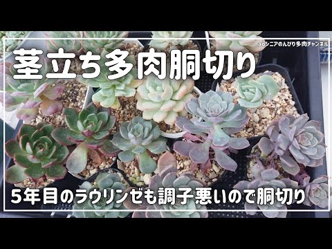 エケベリア 植物
