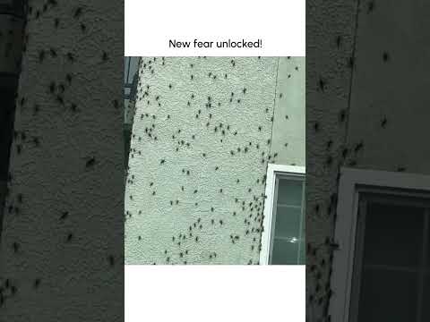 Terrifyingly Creepy Cricket Invasion!