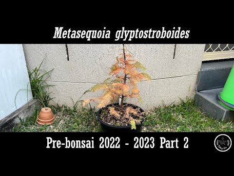 Metasequoia Pre-bonsai 2022 - 2023 Part 2