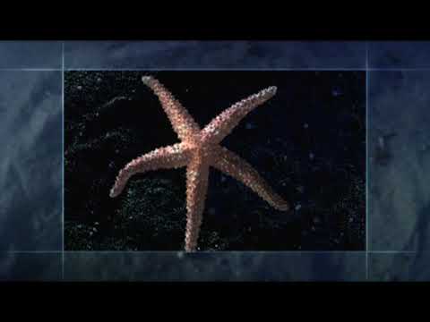 Echinoderm Animation - Five part Symmetry